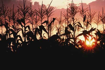 GMO Corn Nightmare