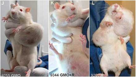 Rats with GMO tumors